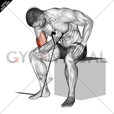 Band Biceps Concentration Curls